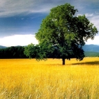 Nature1 xdtunes vista tapeta windows xd tunes nature