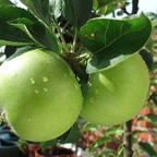 apple
