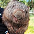 wombat-ways