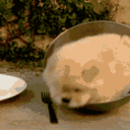 Hot-dog pies na półmisku [xdpedia]