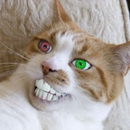 kot