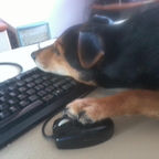 net dog chudy max pies komunication internet funny śmieszne Thinnest animal friend