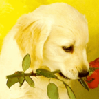 dog and red rose