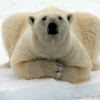 Mis polarny