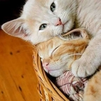 thumbs smieszne zwierzeta cz 31 35
