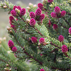 świerk czarny Picea mariana
