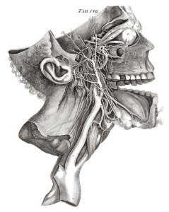 human-head