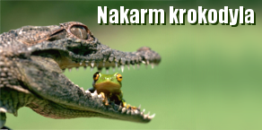 Nakarm Gucia