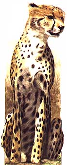 gep1.jpg (20299 bytes)
