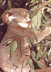 koa1.jpg (21107 bytes)