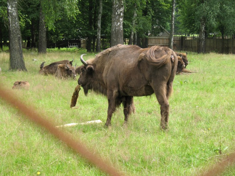 �ubr w schronisku