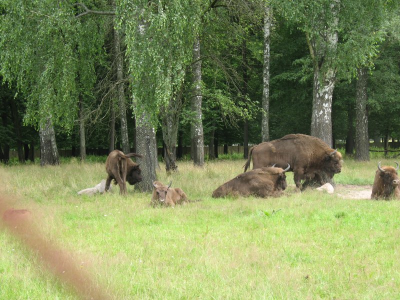 rodzina �ubr&oacute;w