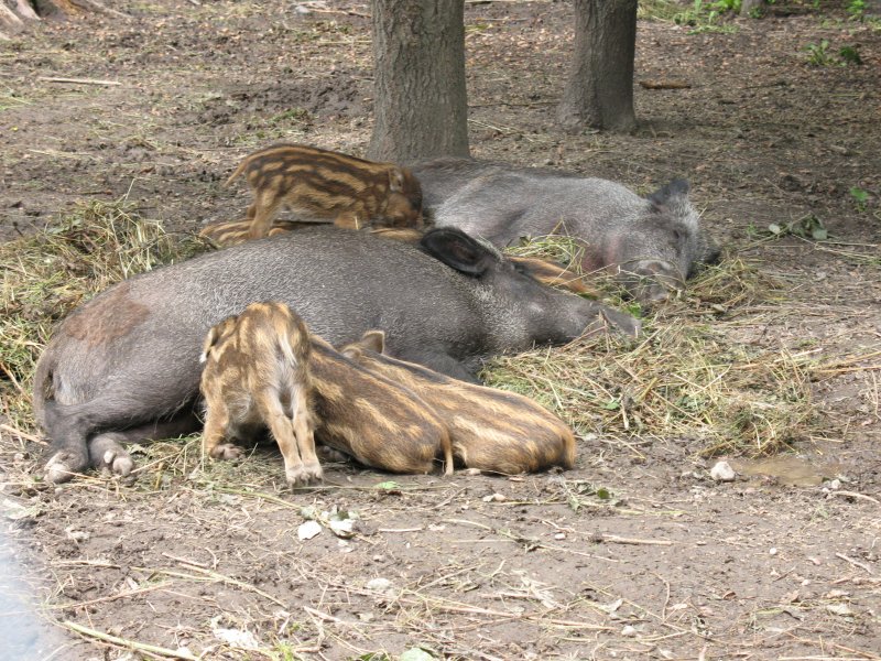 dziki