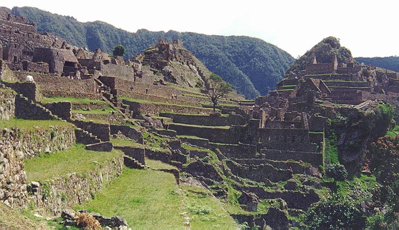 Vetonia