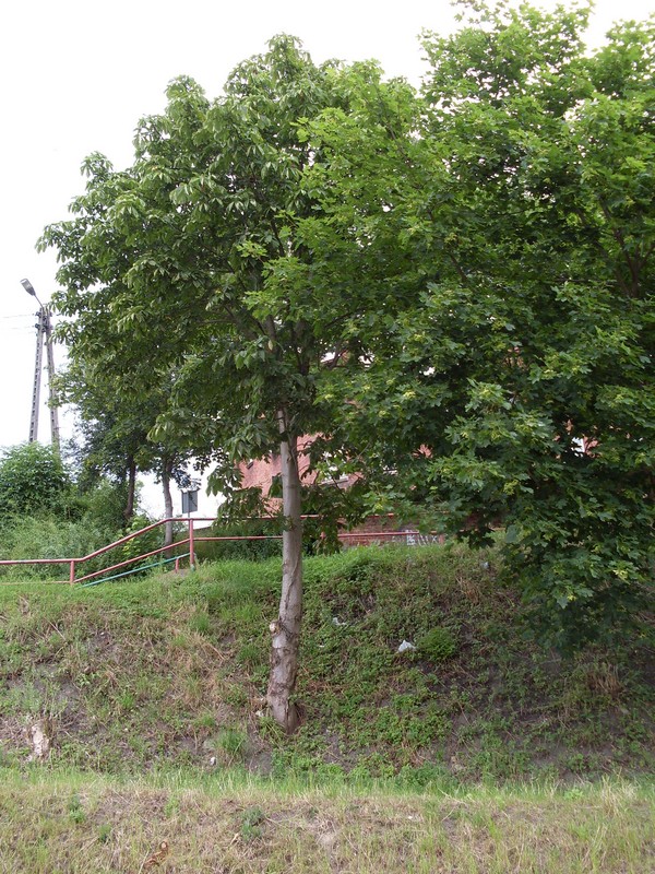 park park